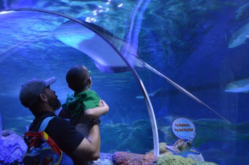 A man and a child watch a stingray swim in an aquarium tunnel, surrounded by colorful rocks and water.