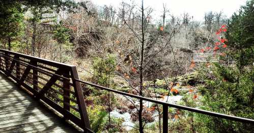 A wooden walkway overlooks a serene landscape with trees and a stream, featuring a few autumn leaves.