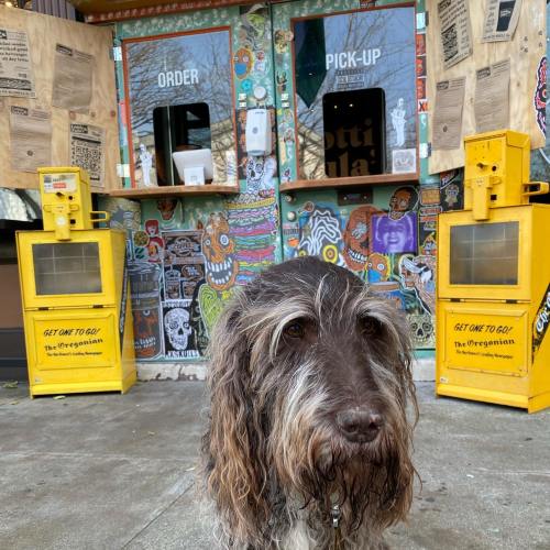 A scruffy dog stands in front of colorful food order and pick-up windows with vibrant graffiti in the background.