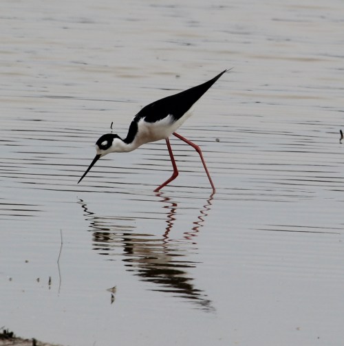 A black and white bird with long red legs wading in shallow water, reflecting in the surface.