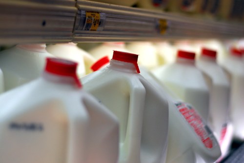 Close-up of milk jugs with red caps on a grocery store shelf, arranged in a row.