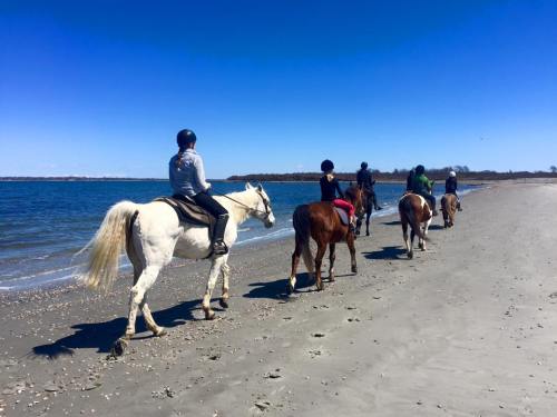 A group of riders on horseback walking along a sandy beach with a clear blue sky and ocean in the background.
