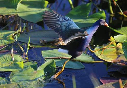 A blue bird with a red beak is walking on lily pads in a pond, wings partially spread.