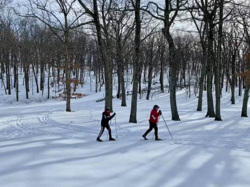 Two people cross-country skiing through a snowy forest with bare trees and a clear sky.