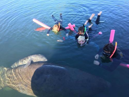 Four snorkelers in shallow water interact with a large manatee, surrounded by colorful pool noodles.
