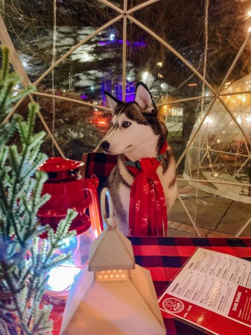 A husky wearing a red scarf sits inside a cozy igloo-like structure, with a lantern and festive decor around.