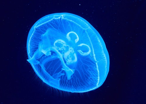 A glowing blue jellyfish floating gracefully in dark water, showcasing its translucent body and delicate tentacles.