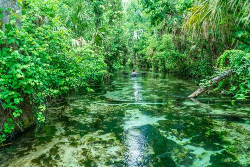 A serene, lush green waterway surrounded by dense foliage and trees, with a person kayaking in the distance.