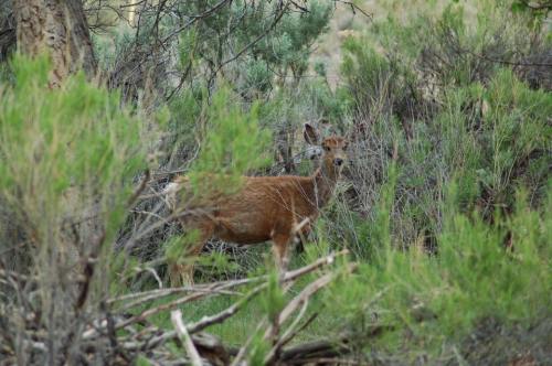 A deer stands among green shrubs and trees in a natural setting.