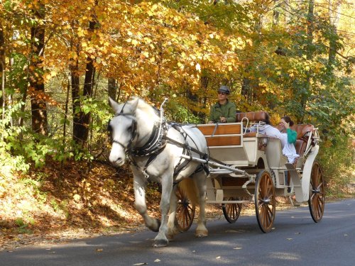 A horse-drawn carriage travels down a tree-lined road with vibrant autumn foliage. Two passengers enjoy the ride.