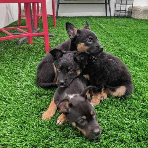 Three playful puppies with black and tan fur sitting on green artificial grass.