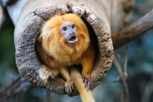 A golden lion tamarin peeks out from a hollow tree trunk, showcasing its vibrant orange fur and expressive face.