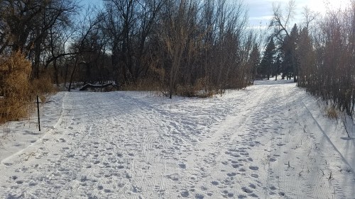 A snowy path through a forest, with tracks in the snow and trees lining both sides under a clear blue sky.