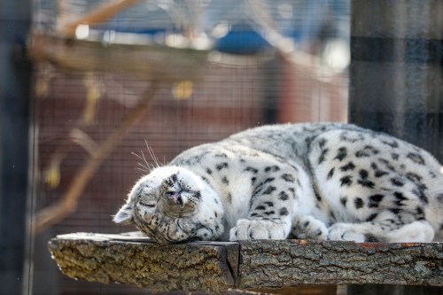 A snow leopard peacefully sleeps on a wooden perch, with its tongue slightly out and eyes closed.