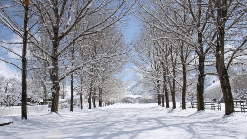 A snow-covered path lined with bare trees under a clear blue sky, creating a serene winter landscape.