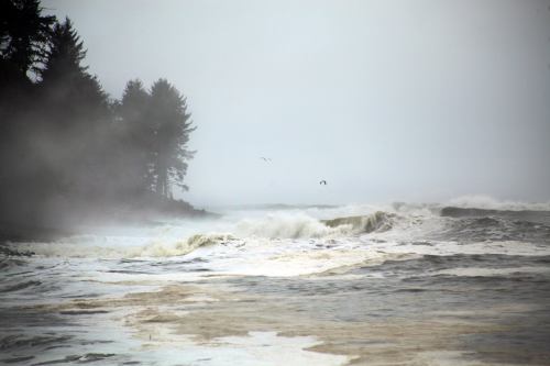 Foggy coastal scene with crashing waves and silhouettes of trees in the background. Seagulls fly above the water.