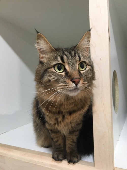 A curious tabby cat with large green eyes peeks out from a wooden cubby.