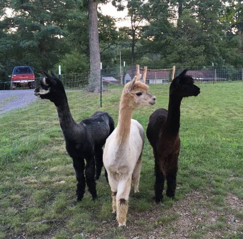 Three alpacas of different colors—black, white, and brown—standing together in a grassy field with trees in the background.