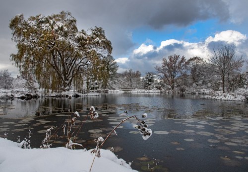 A serene winter scene of a snowy pond surrounded by trees and clouds, with lily pads visible on the water's surface.