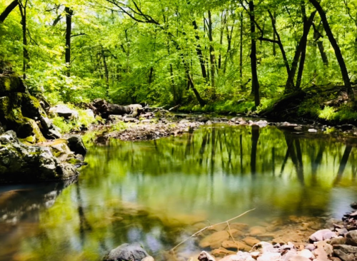 A serene forest scene with a calm, reflective stream surrounded by lush green trees and rocky banks.