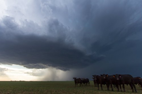 A herd of cows stands in a grassy field under a dramatic sky filled with dark storm clouds and rain in the distance.