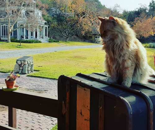 A fluffy orange cat sits on a suitcase, overlooking a grassy area with a small potted plant and a house in the background.