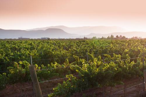 A scenic vineyard at sunset, with lush green vines and distant mountains under a soft, warm sky.