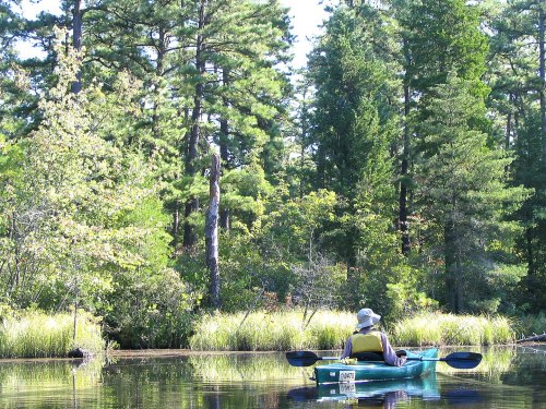 A person in a kayak paddles through a calm, wooded lake surrounded by lush greenery and tall trees.