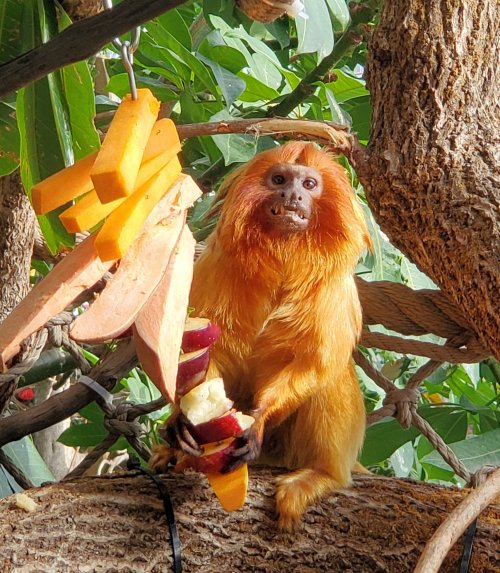 A golden lion tamarin holds a piece of fruit while sitting on a branch surrounded by greenery.