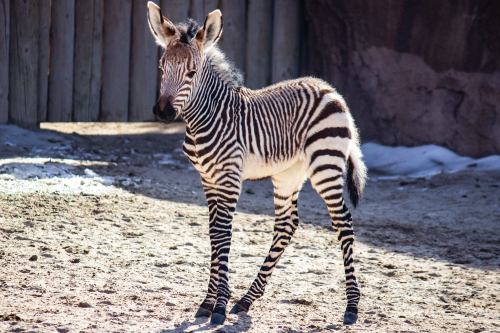 A young zebra stands on sandy ground, showcasing its distinctive black and white stripes in a natural setting.