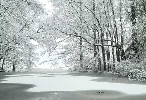 A serene winter landscape with snow-covered trees and a frozen body of water, creating a peaceful, white scene.