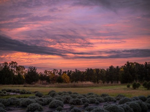 A serene landscape at sunset, featuring purple and orange skies over a field of green shrubs and trees in the background.