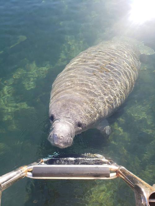A manatee swims near a boat ladder in clear water, with sunlight reflecting on the surface.