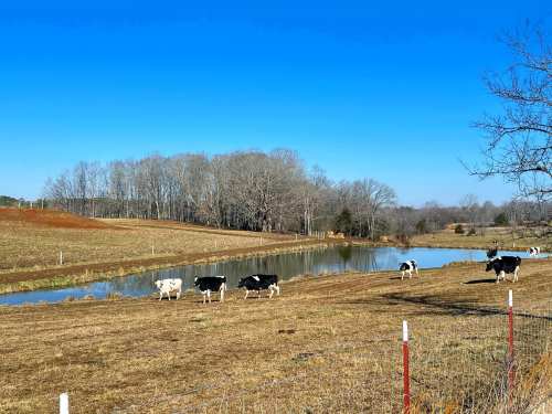 A serene landscape featuring cows grazing near a pond, with trees and a clear blue sky in the background.