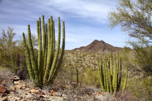 A desert landscape featuring tall cacti, rocky terrain, and a distant mountain under a blue sky with wispy clouds.