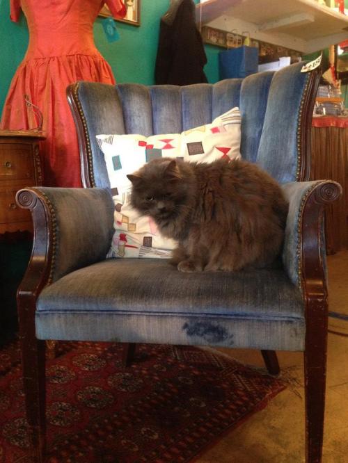 A fluffy gray cat sits on a vintage blue chair with a patterned pillow in a cozy, colorful room.