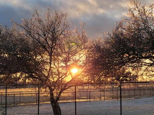 Sunset behind a tree with glistening ice, casting warm light over a winter landscape and a chain-link fence.