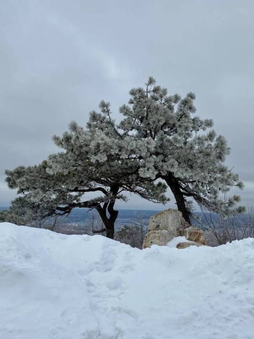 A snow-covered landscape featuring a frosted tree and a large rock, under a cloudy sky.
