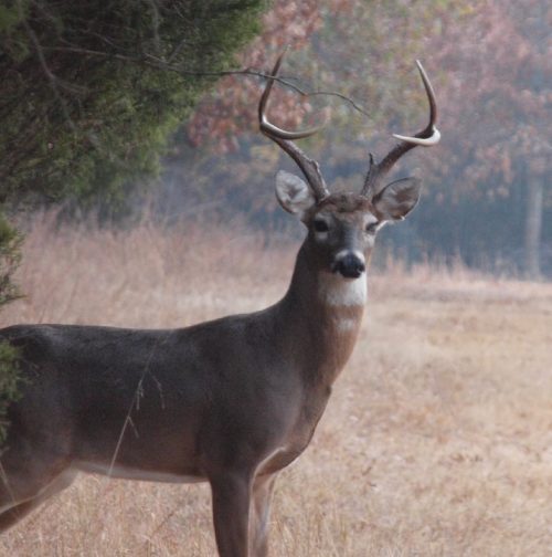 A male deer with antlers stands in a grassy area, partially hidden by trees, in a misty landscape.