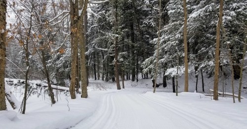 A snowy path winding through a forest of tall trees, with fresh snow covering the ground and branches.