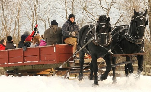 A group of people enjoys a horse-drawn sleigh ride through a snowy landscape.