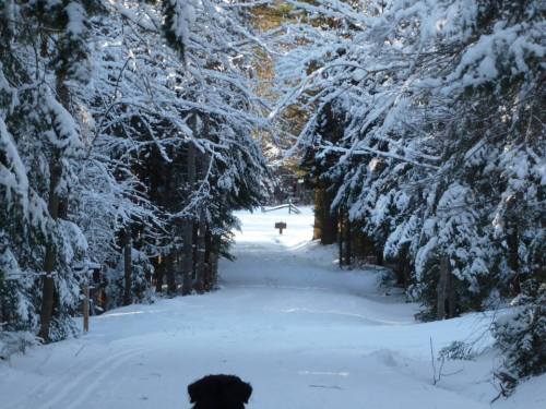 A snowy forest path lined with trees, leading to a distant sign, with a black dog in the foreground.