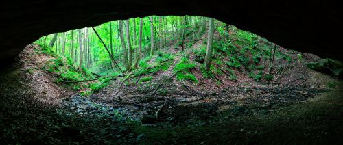 A panoramic view from inside a cave, showcasing lush green trees and a forested landscape outside.