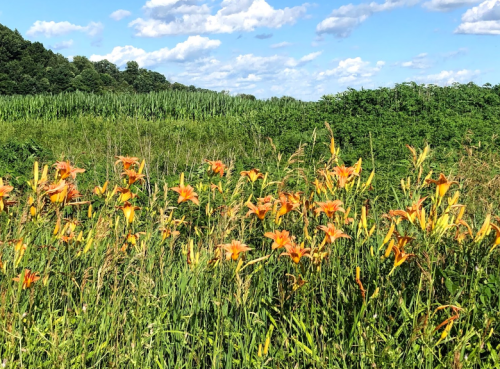 A field of vibrant orange daylilies surrounded by lush green grass and trees under a blue sky with fluffy clouds.