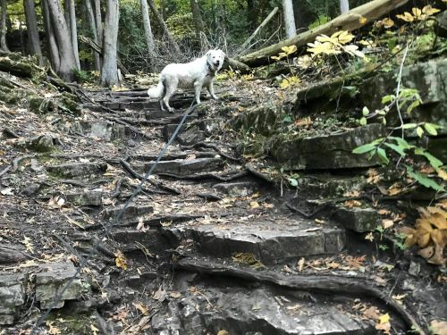 A white dog stands on a rocky, uneven trail in a forest, surrounded by trees and autumn foliage.