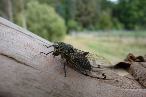 A close-up of a colorful cicada resting on a tree branch, with a blurred green background.