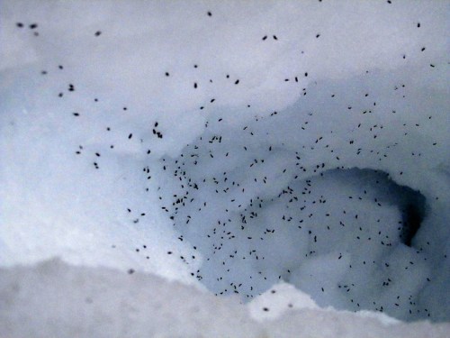 A close-up view of a snowy surface with numerous small black specks scattered throughout.