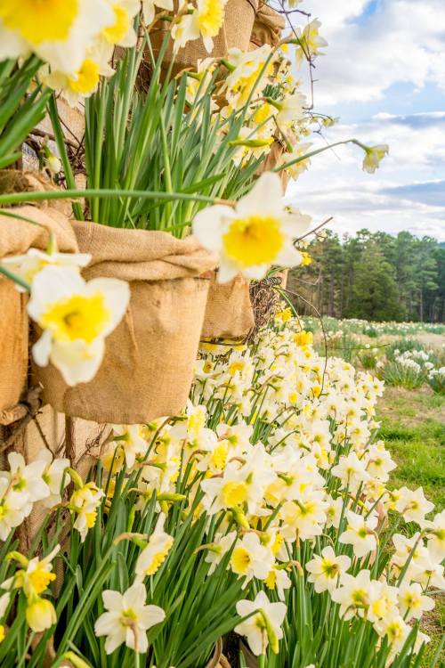 A vibrant display of yellow daffodils in burlap pots against a scenic backdrop of greenery and blue sky.