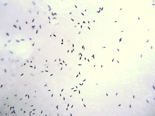 A close-up of numerous small black insects scattered on a white, snowy surface.