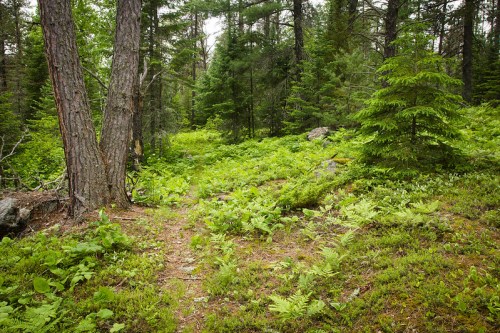 A lush forest scene with tall trees, green ferns, and a natural path winding through the underbrush.